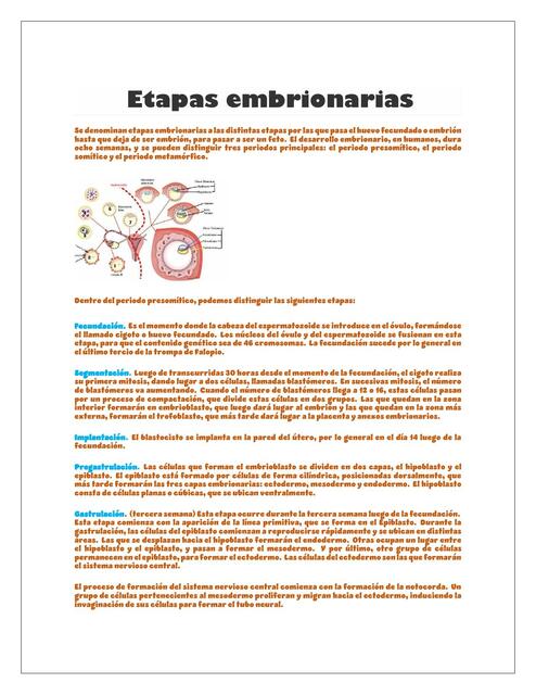 Resumen embriología etapas embrionarias