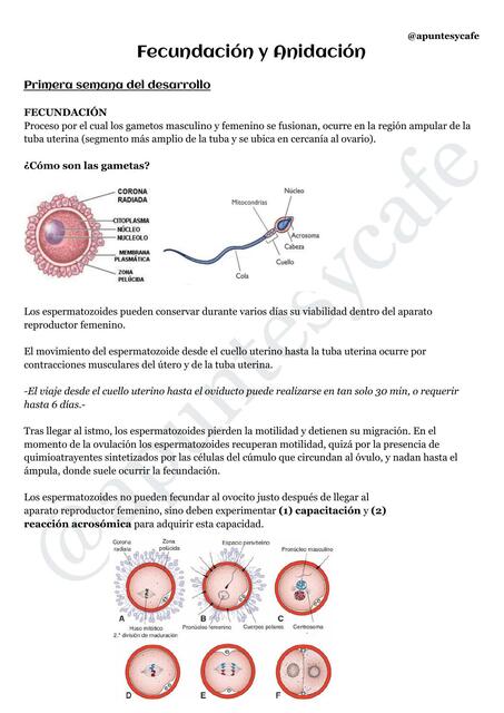 DESACTUALIZADO Fecundación y Anidación