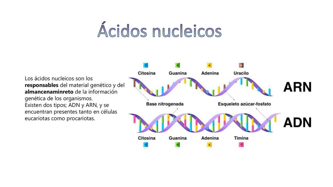 Ácidos Nucleicos