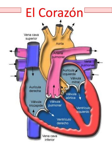 El Corazón 