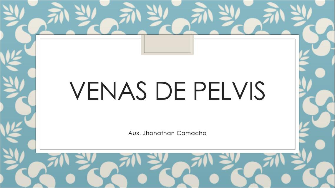 Venas de Pelvis