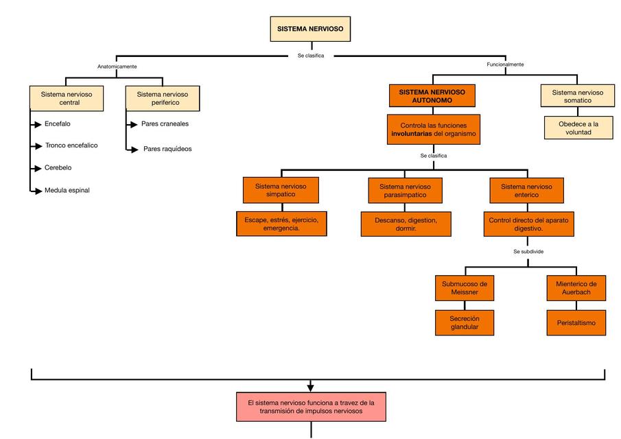 Introducción a la Farmacología del Sistema Nervioso Autónomo