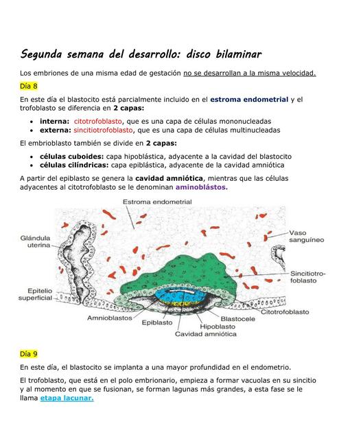 Segunda Semana del Desarrollo: Disco Bilaminar 