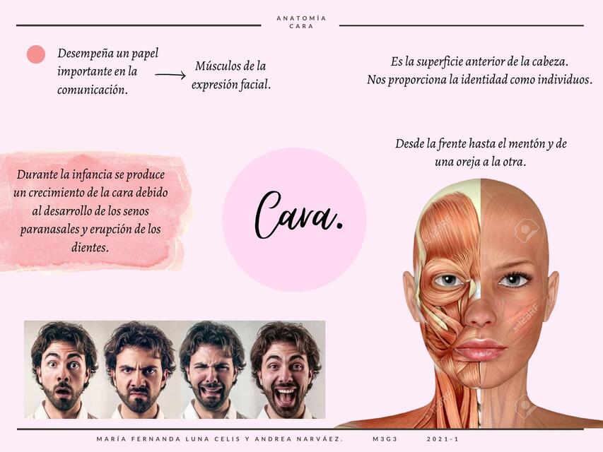 Anatomía de Cara 