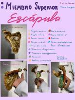 Escápula