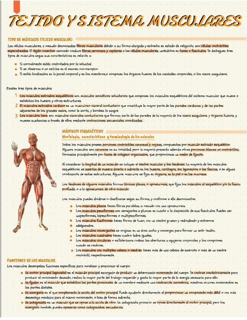 Tejido y sistema muscular