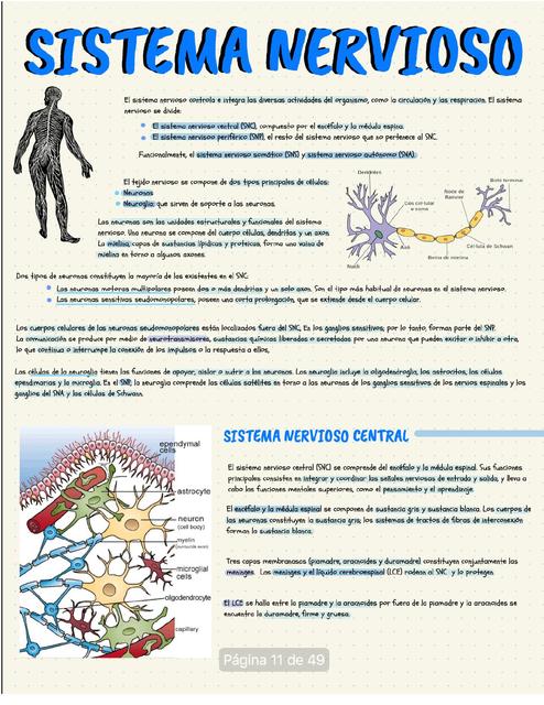 Sistema nervioso