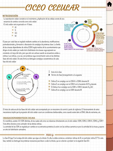 Ciclo Celular