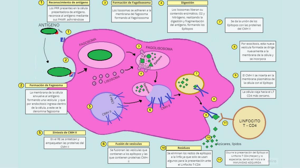 Etapas de la Fagocitosis