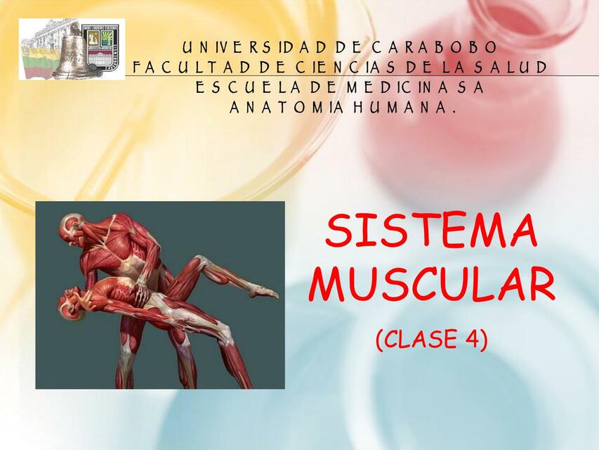 Sistema Muscular 