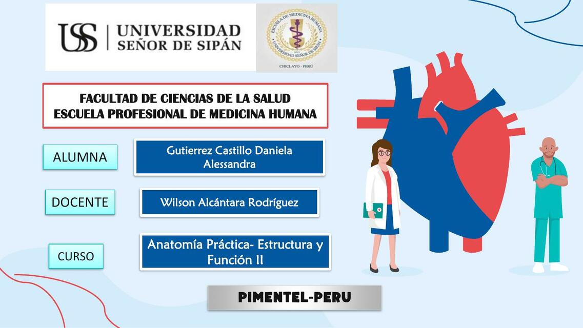 Musculo Cardiaco - Anatomía