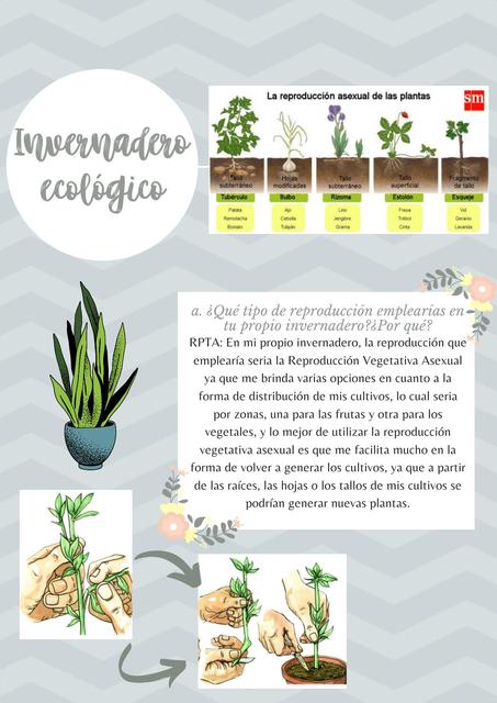 Invernadero ecológico 