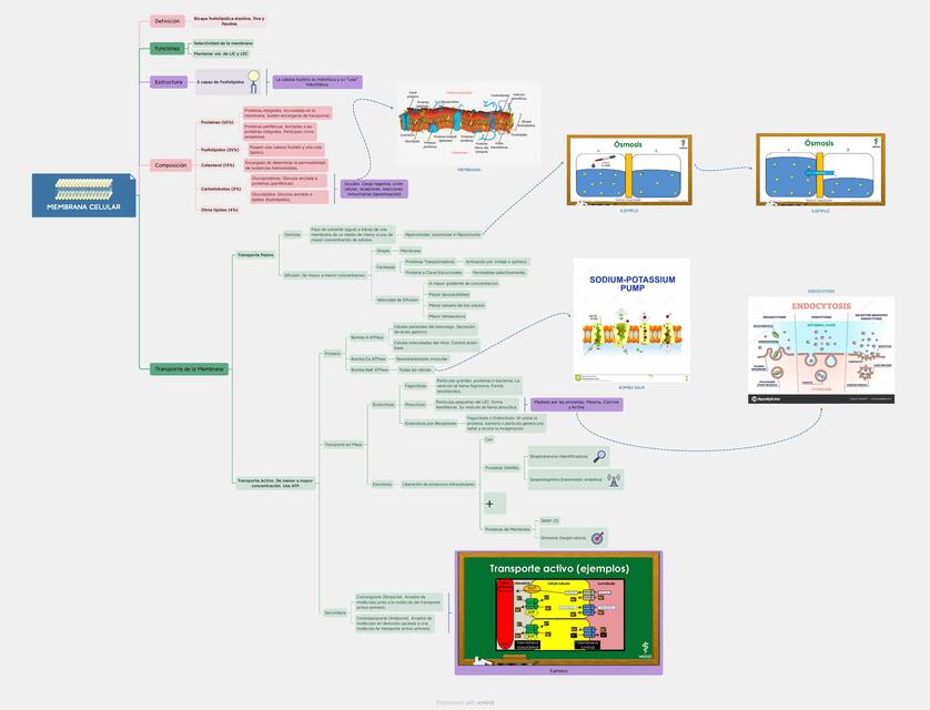 Mapa conceptual membrana celular.