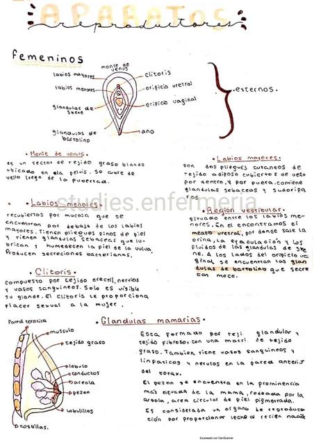 aparato reproductor femenino y ciclo menstrual