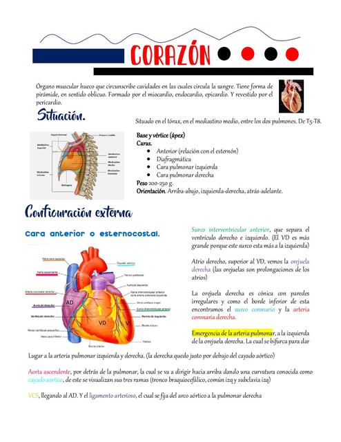 CORAZÓN anatomía 