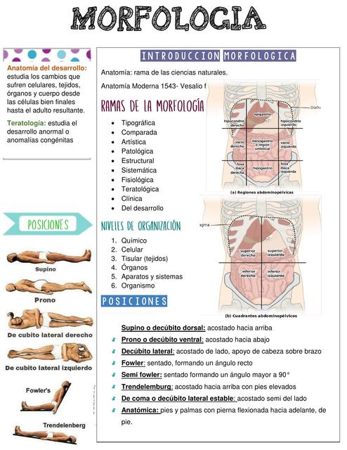 GUIA morfologia 1