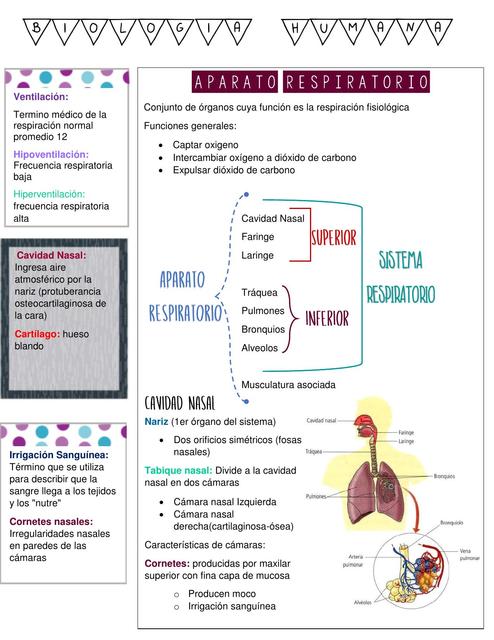 GUIA  3 biologia