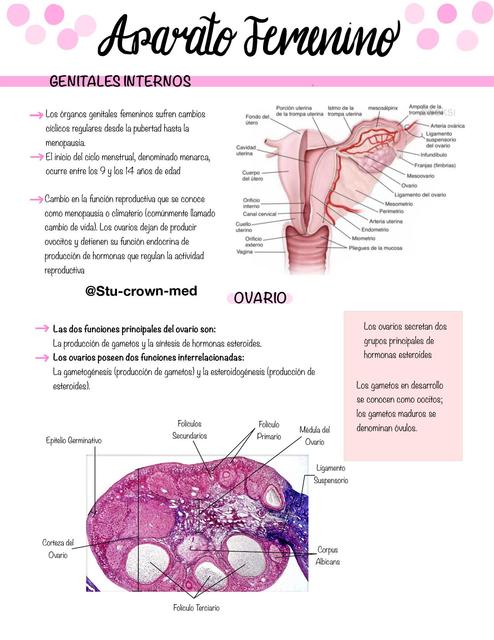 HISTOLOGIA APARATO FEMENINO