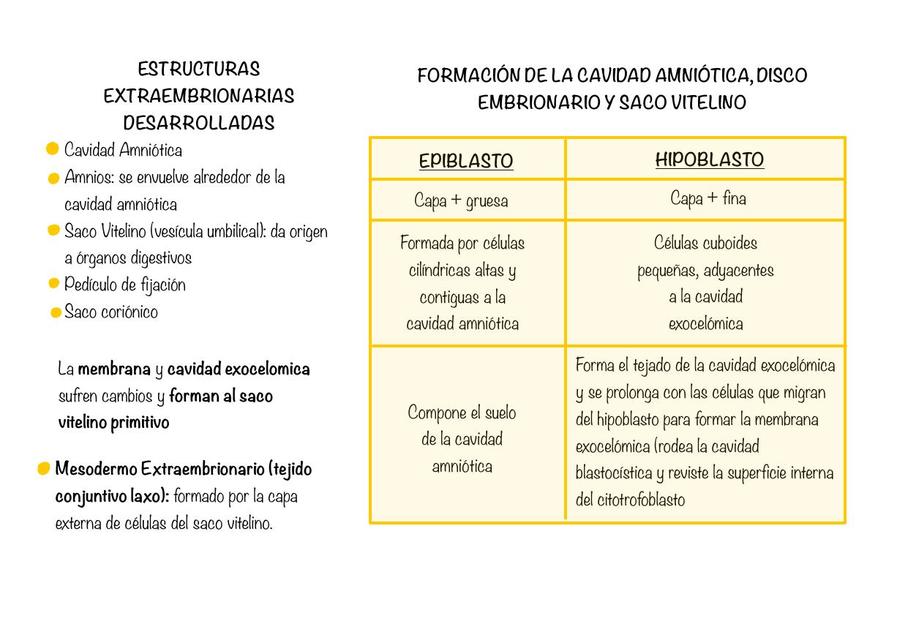 ESTRUCTURAS EXTRAEMBRIONARIAS