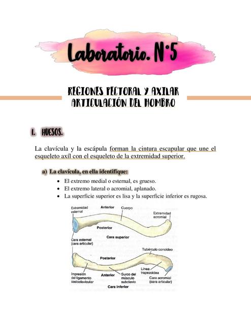 regiones pectoral y axilar