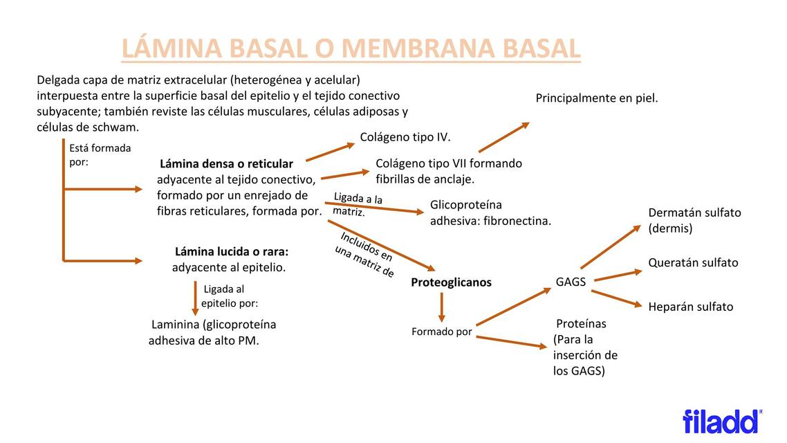  Lamina Basal y Matriz