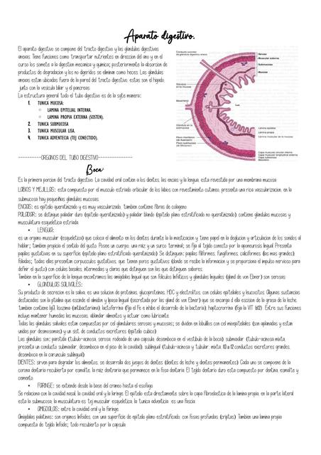 histologia del sistema digestivo