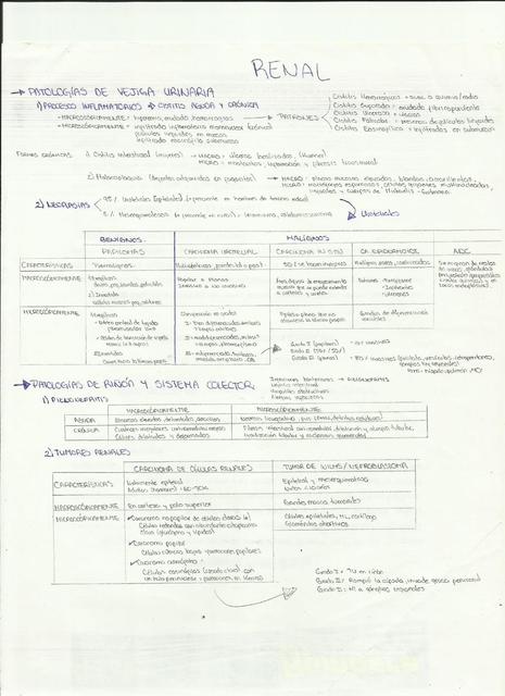 Anatomía patológica renal