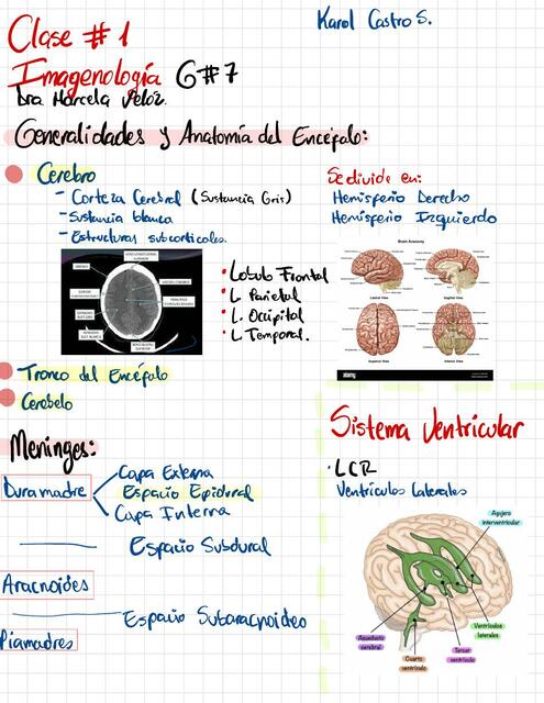 Generalidades Anatomía del Cerebro