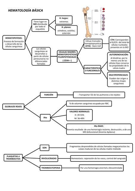 Hematología básica