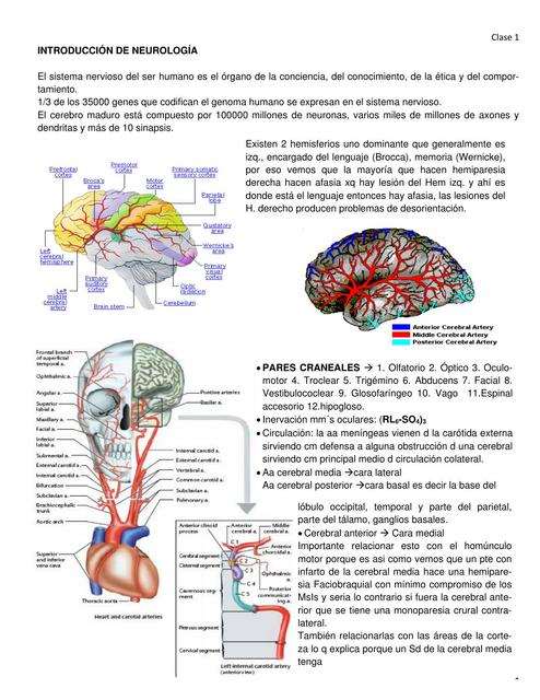 Introducción Neurologica