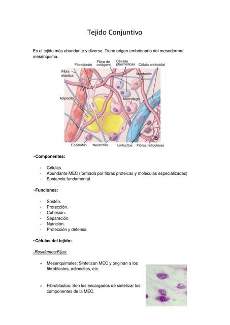 Tejido Conjuntivo