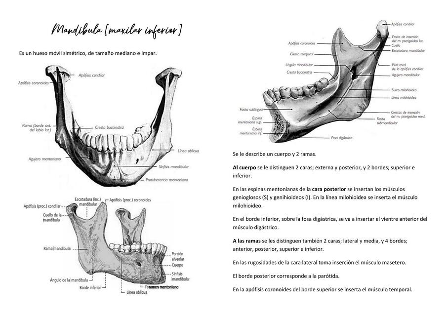 Mandíbula y Vómer