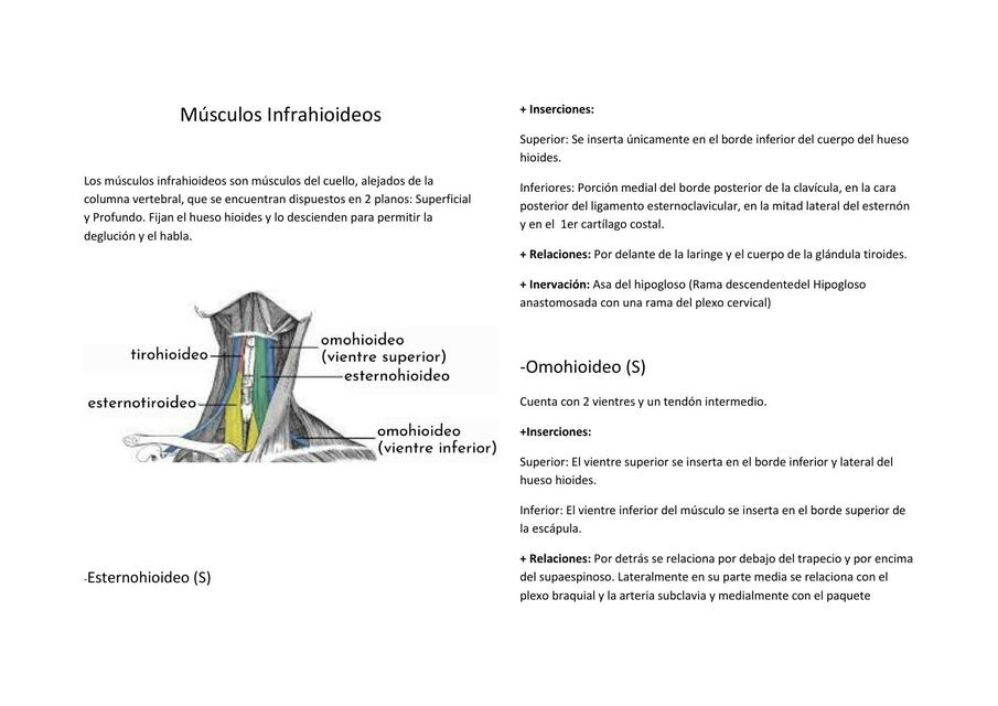 Músculos Hioideos