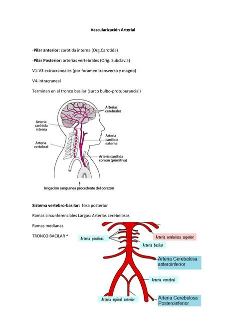 Vascularización Cerebro