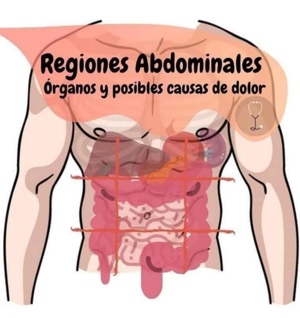 REGIONES ABDOMINALES Dany UDocz