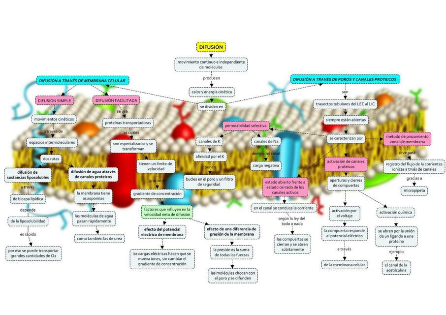 DIFUSIÓN-MEMBRANA CELULAR 