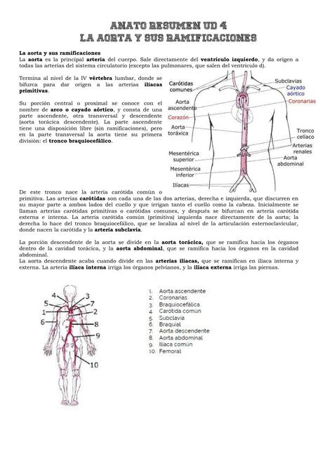 La aorta y sus ramificaciones