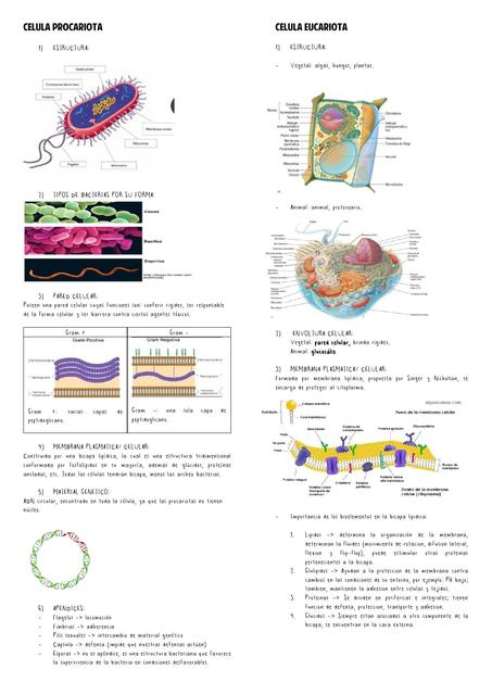 Células Procariotas y Eucariotas