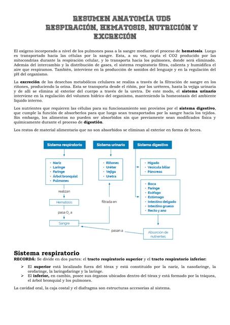 Respiración, hematosis, nutrición y excreción