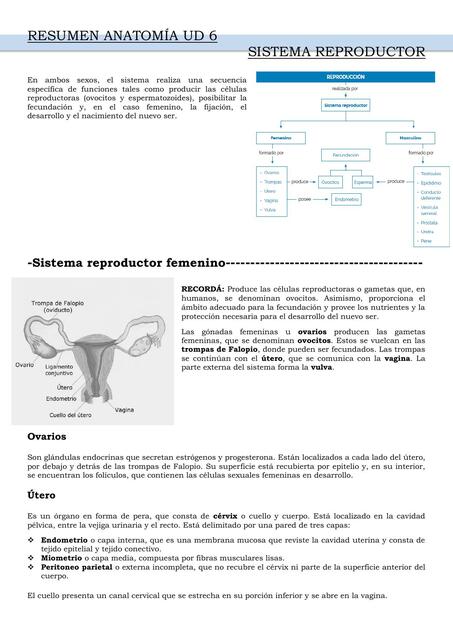 Sistema reproductor