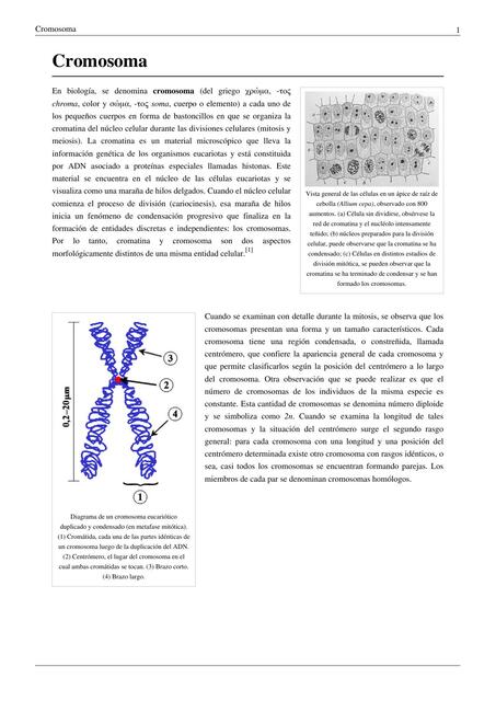 Cromosoma 