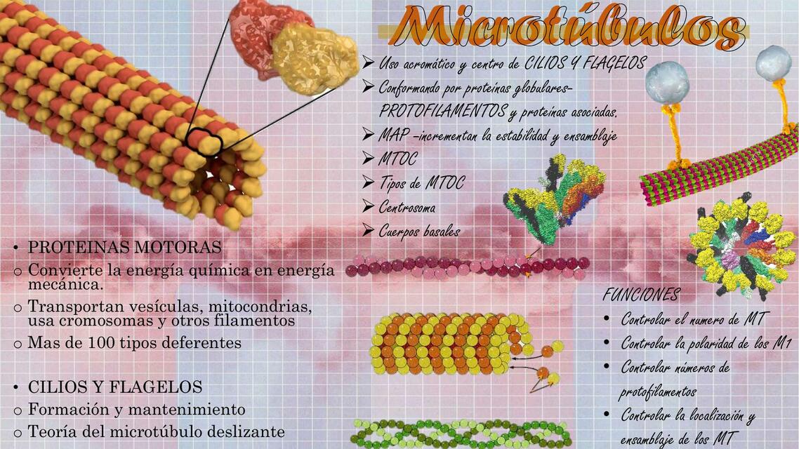 Microtúbulos y Centriolos