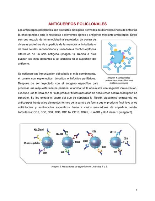 Anticuerpos Policlonales 