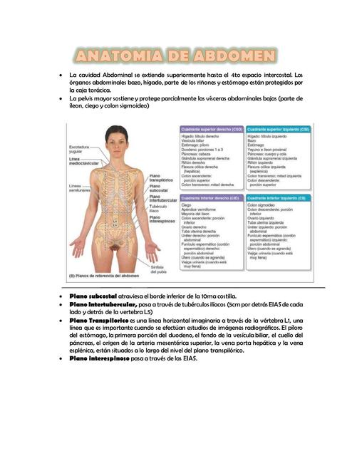 ANATOMÍA DE ABDOMEN