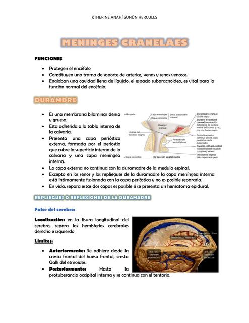 ANATOMIA CEREBRAL