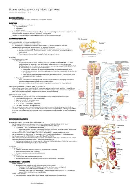 Sistema Nervioso Autónomo y Médula Suprarrenal 