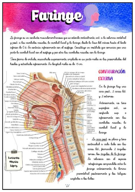 Faringe Luciana Lopez Udocz