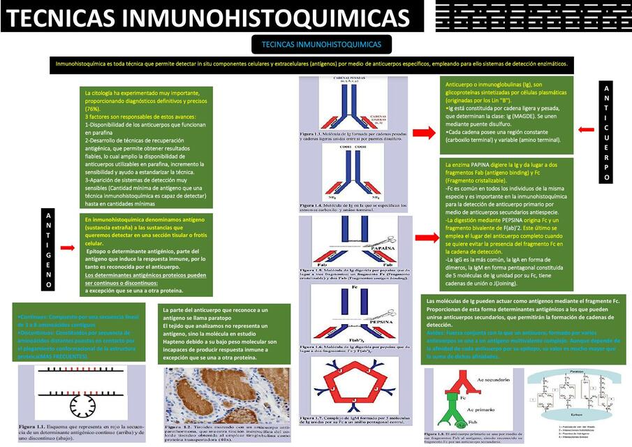 Técnicas inmunohistoquímica