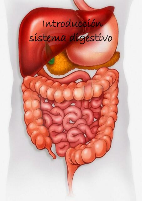 SISTEMA DIGESTIVO RESUMEN.