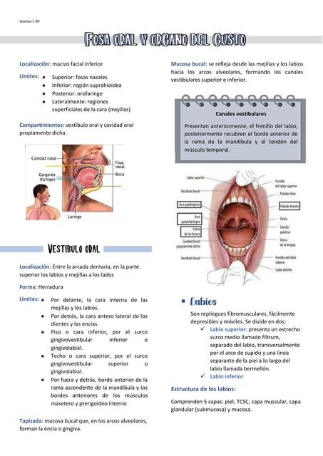 Fosa Oral y Fosa Auditiva